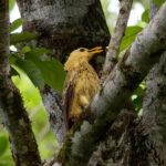 Cream-colored Woodpecker (image by Leo Garrigues)