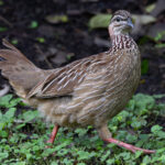 Crested Francolin (image by Nik Borrow)