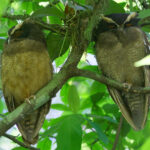 Crested Owl (image by Leo Garrigues)