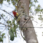 Crimson-mantled Woodpecker (image by Trevor Ellery)