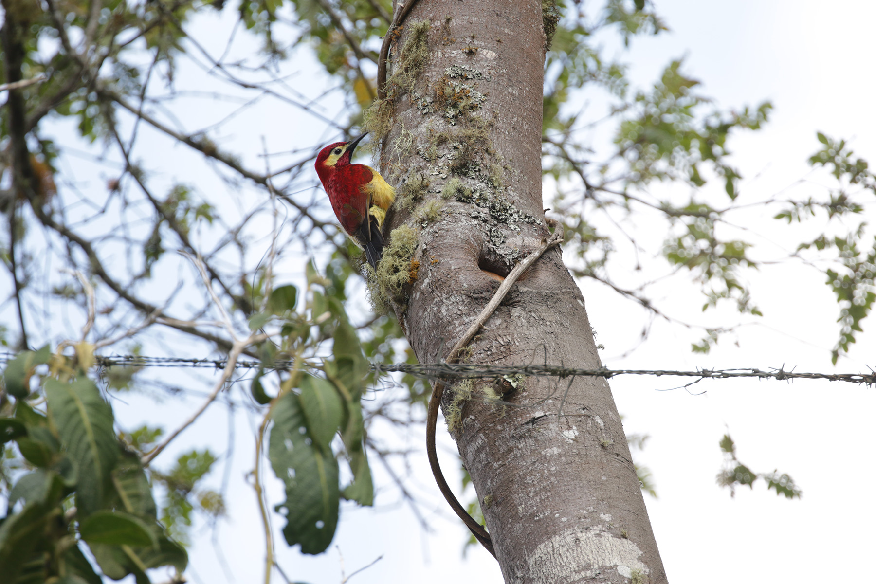 Crimson-mantled Woodpecker (image by Trevor Ellery)