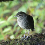 Cundinamarca Antpitta (image by Trevor Ellery)