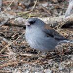 Dark-eyed (Grey-headed) Junco (image by Paul van Giersbergen)