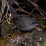 Diamantina Tapaculo (image by Leo Garrigues)