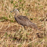 Double-striped Thick-knee (image by Leo Garrigues)