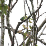 Dusky-billed Parrotlet (image by Trevor Ellery)