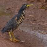 Dwarf Bittern (image by Nik Borrow)