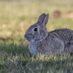 Eastern Cottontail (image by Paul van Giersbergen)