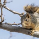 Eastern Fox Squirrel (image by Paul van Giersbergen)