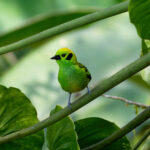 Emerald Tanager (image by Leo Garrigues)