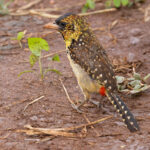 Emin's Barbet (image by Nik Borrow)