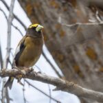 Evening Grosbeak (image by Paul van Giersbergen)