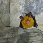 Exotic Roundleaf Bat (image by Craig Robson)