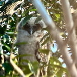 fledged Brown Wood Owl (image by Craig Robson)