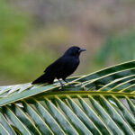 Forbes's Blackbird (image by Leo Garrigues)