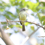 Forest Elaenia (image by Trevor Ellery)