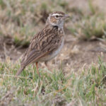 Foxy Lark (image by Nik Borrow)