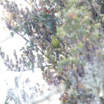 Fuertes's Parrot (image by Trevor Ellery)