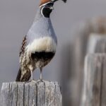 Gambel's Quail (image by Paul van Giersbergen)