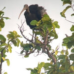 Giant Ibis (image by Craig Robson)