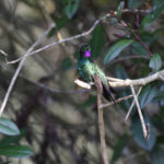 Glowing Puffleg (image by Trevor Ellery)