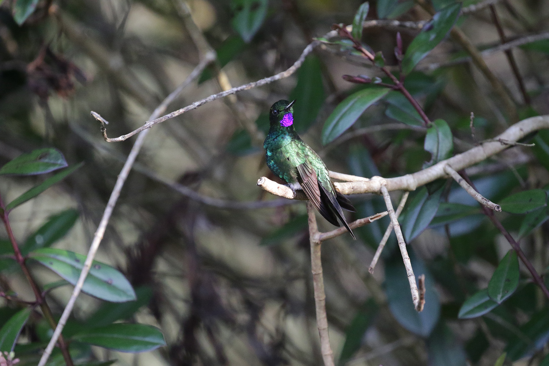 Glowing Puffleg (image by Trevor Ellery)