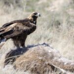 Golden Eagle (image by Paul van Giersbergen)