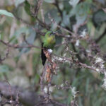 Golden-breasted Puffleg (image by Trevor Ellery)