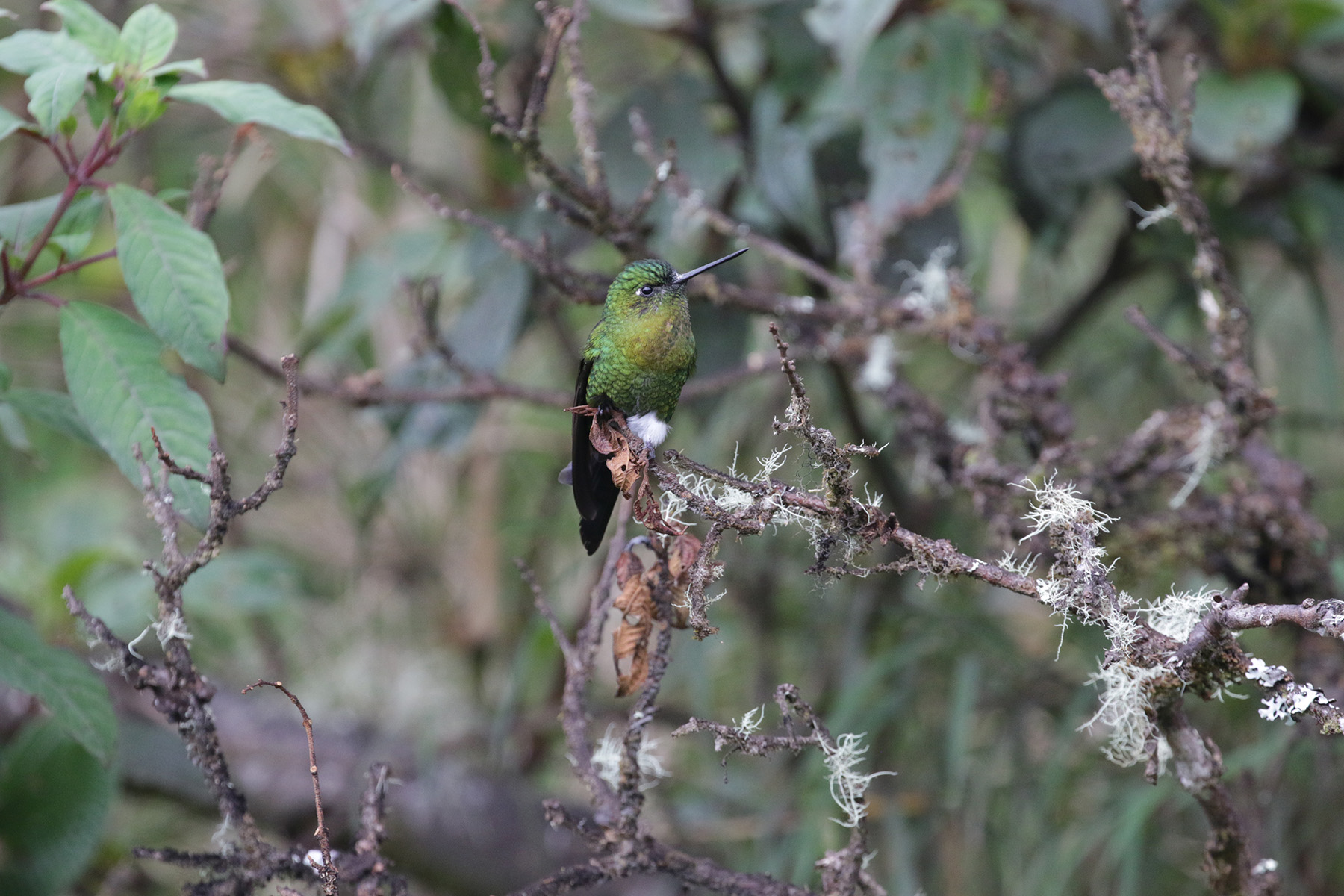 Golden-breasted Puffleg (image by Trevor Ellery)