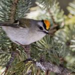 Golden-crowned Kinglet (image by Paul van Giersbergen)