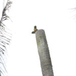 Golden-plumed Parakeet (image by Trevor Ellery)