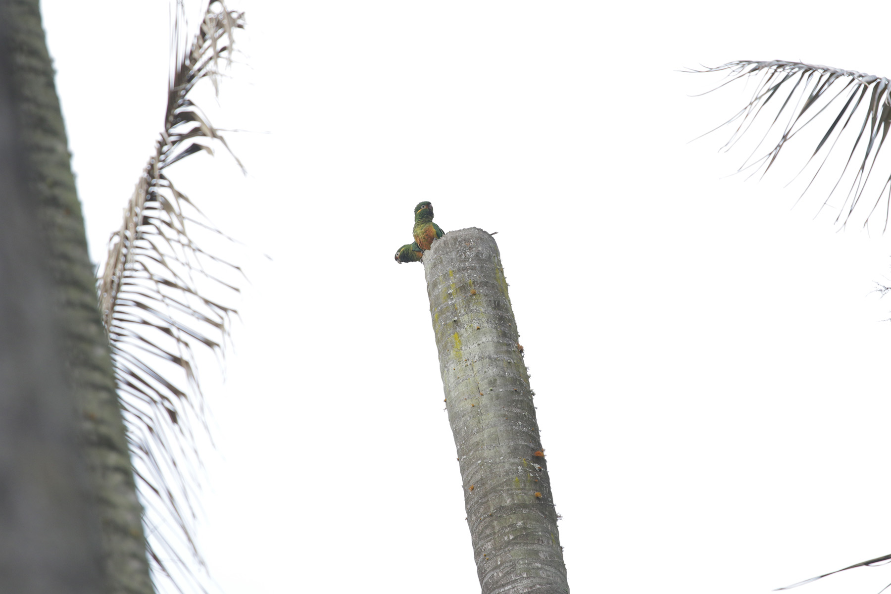 Golden-plumed Parakeet (image by Trevor Ellery)
