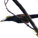 Gould's Toucanet (image by Leo Garrigues)