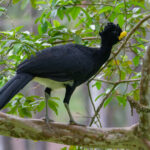 Great Currasow (image by Leo Garrigues)