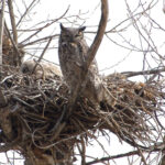 Great Horned Owl (image by Craig Robson)