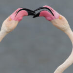 Greater Flamingo (image by Nik Borrow)