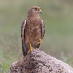 Greater Kestrel (image by Nik Borrow)