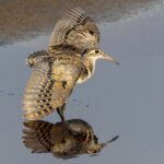 Greater Painted Snipe (image by Nik Borrow)