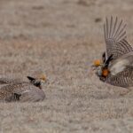 Greater Prairie Chicken (image by Paul van Giersbergen)