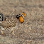 Greater Prairie Chicken (image by Paul van Giersbergen)