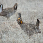 (hybrid) Greater x Lesser Prairie Chicken (image by Craig Robson)