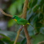 Green Shrike-Vireo (image by Leo Garrigues)