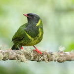 Green-and-black Fruiteater (image by Trevor Ellery)