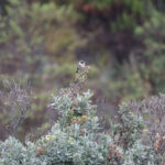 Green-bearded Helmetcrest (image by Trevor Ellery)