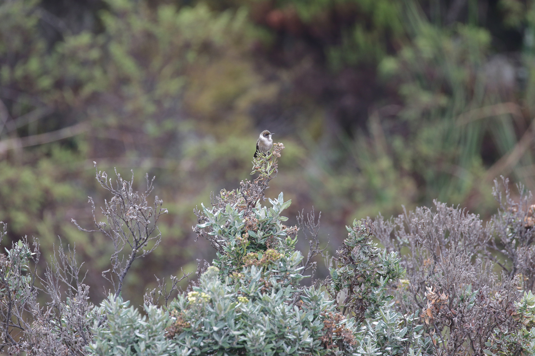 Green-bearded Helmetcrest (image by Trevor Ellery)