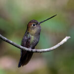 Green-fronted Lancebill (image by Leo Garrigues)