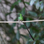 Green-tailed Trainbearer (image by Trevor Ellery)