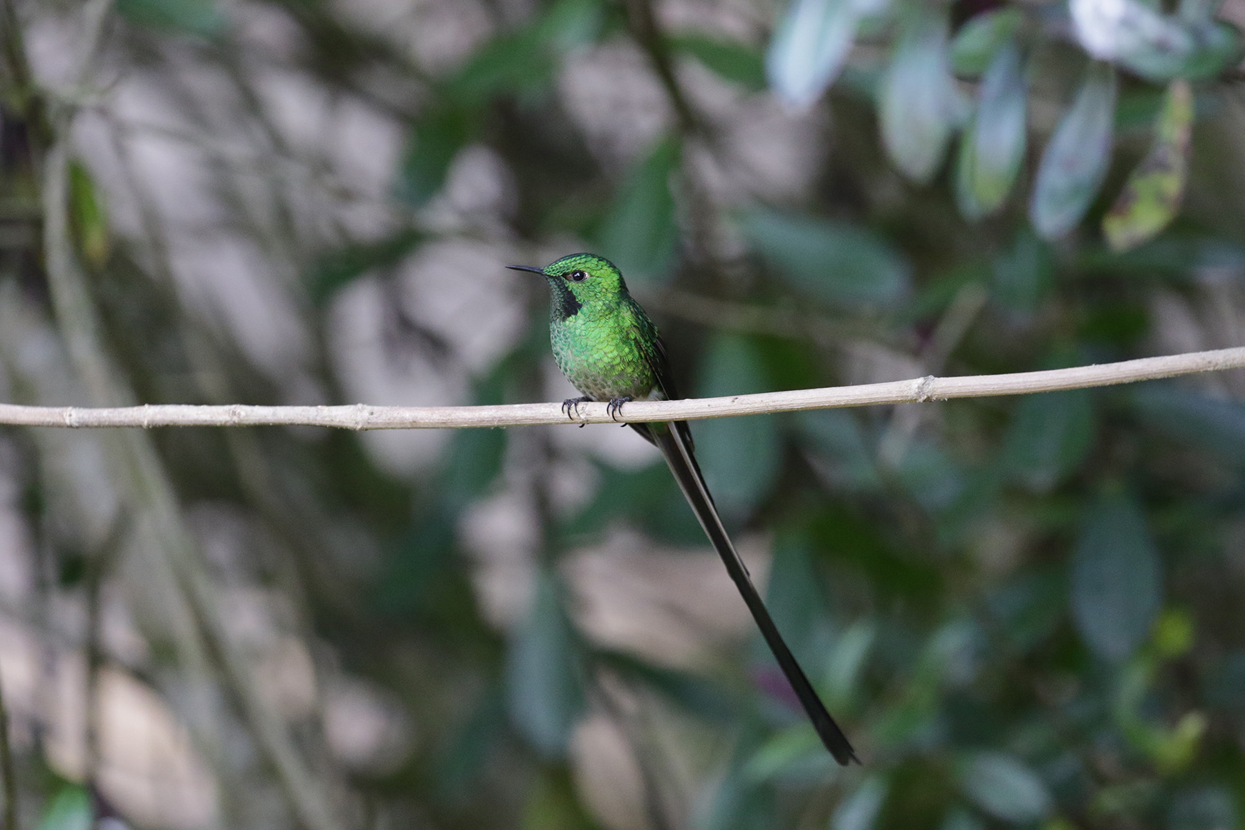 Green-tailed Trainbearer (image by Trevor Ellery)