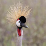 Grey-crowned Crane (image by Nik Borrow)