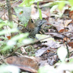 Grey-bellied Antbird (image by Trevor Ellery)